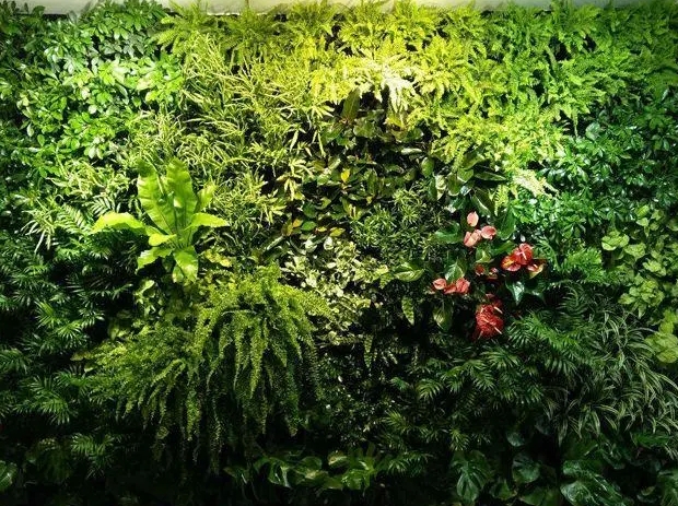 成都植物墙制作室内植物墙怎么选择植物？