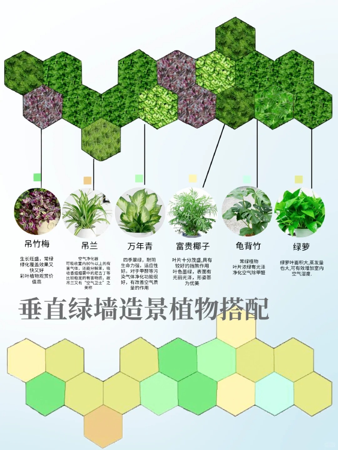 垂直绿墙景观植物应用<br><b>关于我们：</b><br><a href=