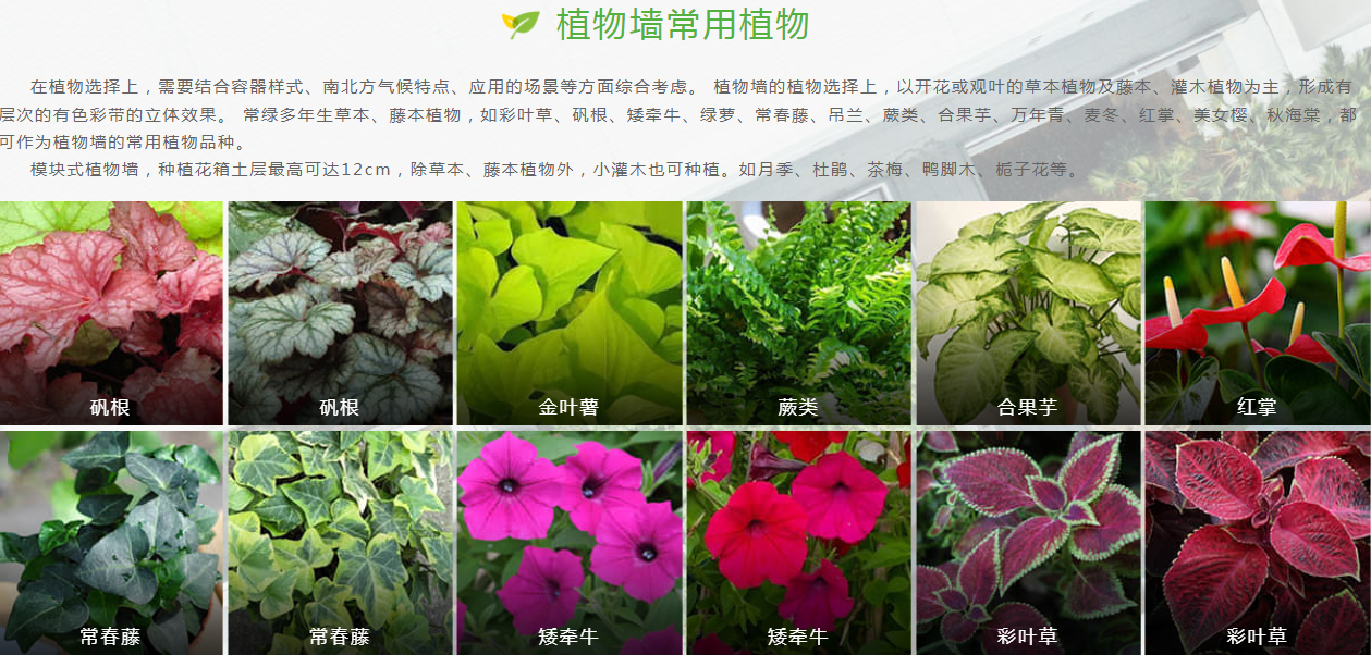 植物墙一体化解决方案